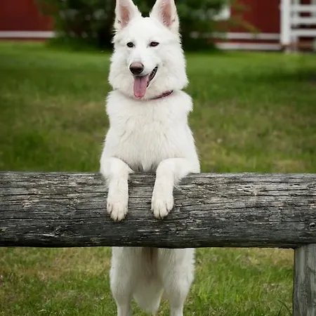 Couette-café Mulikan Hillton Pääjärvi