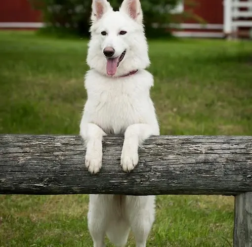Bed & Breakfast Mulikan Hillton Pääjärvi